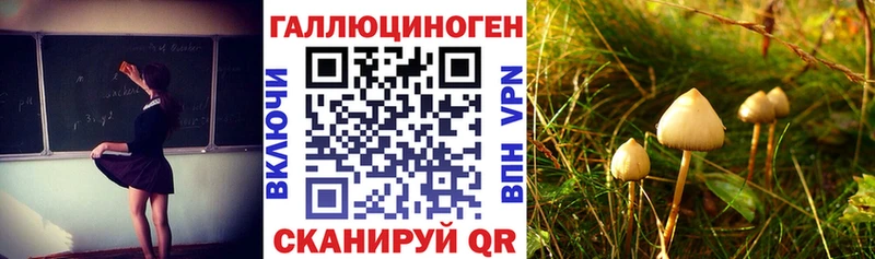 купить наркотики сайты  Приволжск  Псилоцибиновые грибы GOLDEN TEACHER 